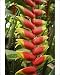 Photographic Prints of Malaysia - Heliconia Rostrata flower from Ardea Wildlife Pets