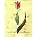 The Tulip