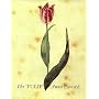 The Tulip