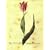 The Tulip