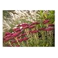 Contentment Scenic Photographic Poster Print by Richard James, 10x8
