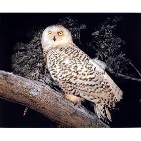Snowy Owl Bird Tree In Wild Hoot Barn Art Poster Print - 16
