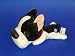 boston terrier - The Dog: The Boston Terrier (10