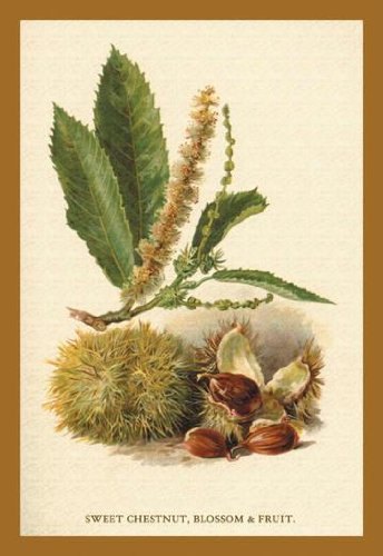 Sweet Chestnut Blossom & Fruit