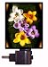 Floral / Flower Night Light - Organics Crocus - Garden