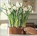 Outdoor Living : Canterbury Paperwhite Kit