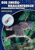 Der Zwergkrallenfrosch: Hymenochirus boettgeri