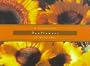 Sunflowers: Notecards
