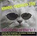 Missing Persians File: Guide Cats For the Blind, Vol. 2