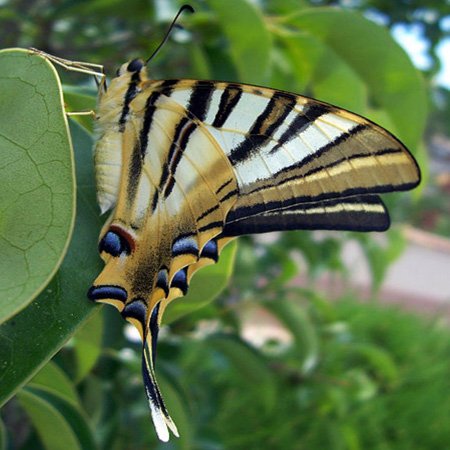 Taiche Photography - Insects Butterfly Swallowtail - Sweatshirts