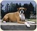 boxer32 - Boxer on Path Mouse Pad