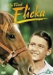 My Friend Flicka [DVD] [1943]