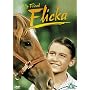 My Friend Flicka [1943]