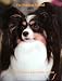 The Papillon Annual - 2004 (Volume 11)