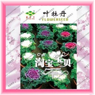 Siam Circus Flower seeds peony leaf seeds collarbones peony flower pcs/bag cabbage 2.6 pcs/bag Original packaging seeds for home & garden