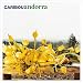 Music : ANDORRA