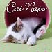 cats22  - Cat Naps 2010 Mini Wall Calendar