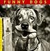 Funny Dogs by Suares