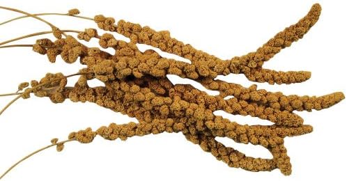 Spray Millet Bird Treat 25 Pound Bag