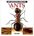 The Fascinating World of Ants