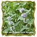 1 Oz Wild Mint (Mentha arvensis) Bulk Wildflower Seeds