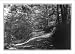 Historic Print (L): [Four views in western North Carolina: road to Mt. Meadow's Inn]