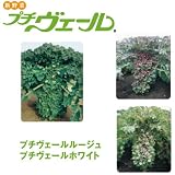 プチヴェール 3種セット[非結球性芽キャベツ]