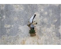 Photographic Print of Adult male and female Lesser Kestrel mating at nest site from Ardea