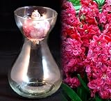 Clear Hyacinth Vase + Red Hyacinth Bulb