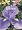 Irises