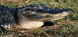 Alligators Rear Window Graphic 18 x 52