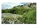 Adder, Vipera Berus on Rock Showing Habitat UK Photographic Poster Print by Mark Hamb...