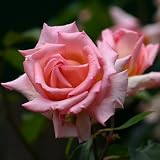 Eigenschaften Dachstauden  / Kletterrose Compassion pflanzfertig mit Öko-Ballen