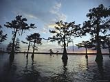 Cypress Trees in Grand Lake at Sunset, Atchafalaya Basin, Louisiana Photographic Poster Print, 24x32