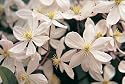 Clematis armandii Apple Blossom