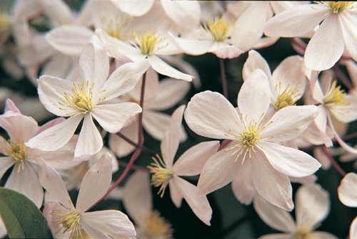 Clematis armandii Apple Blossom
