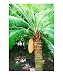 Dioon spinulosum, cycad, Oil painting, Fairchild Tropical garden, Miami, Florida Giclee Poster Print by Palm Images, 20x24