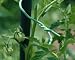 The Tomato Stake - Better than metal cages or bamboo stakes.