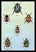 Beetles of Cape America Manilla N. Holland and Brazil #1 24x36 Giclee - Prints - 1539...