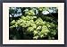 Framed Prints of Rog-1184 Acer - Maple from Ardea Wildlife Pets