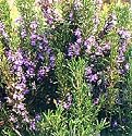 Tuscan Blue Rosemary Plant