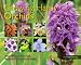 Growing Hardy Orchids (Kew Growing)