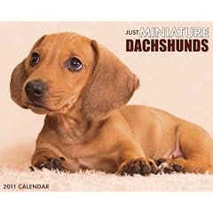 Just Miniature Dachshunds Calendar