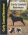 Curly Coated Retriever (Petlove)