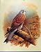 Kestrel Male Bird Fine Art Colored Old Print C1965