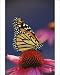 Photographic Prints of Wanderer / Monarch / Milkweed Butterfly - on purple coneflower, (Echinacea from Ardea Wildlife Pets