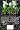 Aroids: Plants of the Arum Family: Plants If the Arum Family