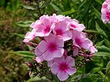 Eigenschaften Dachstauden  / Phlox paniculata Bright Eyes - Rosapinkfarbener Phlox