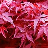 国華園　花木苗　モミジ　出猩々　1株