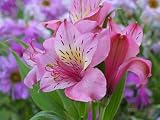 (Alstroemeria) Peruvian Lily - 5 Seeds - Seed Needs Envelope